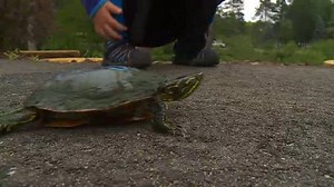 In honor of #WorldTurtleDay, here’s a look at the weekly summer turtle races up in Nisswa. | WCCO & CBS News Minnesota