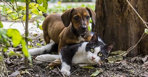 Comment faire cohabiter un chien et un chat ensemble ?