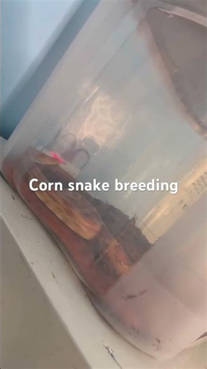 Corn snake breeding