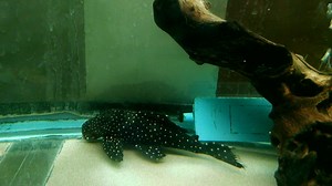 11 reactions | We have an awesome L240 Vampire Pleco in the shop! He sure is a handsome fish. | Club Green Aquatics | Facebook
