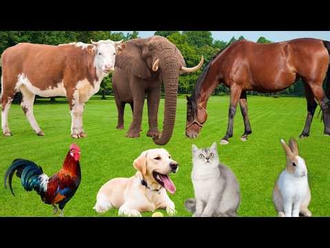 Explore Farm Animals: Dog, Sheep, Chicken, Cow, Horse, Rabbit, Cat, Buffalo-Animal Sounds