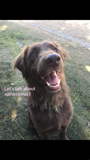 Exploring the Spinosaurus: Facts and Misconceptions