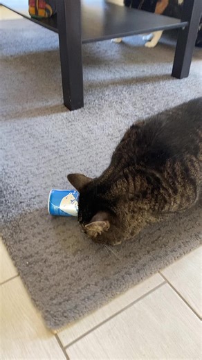 Hans Moser on TikTok