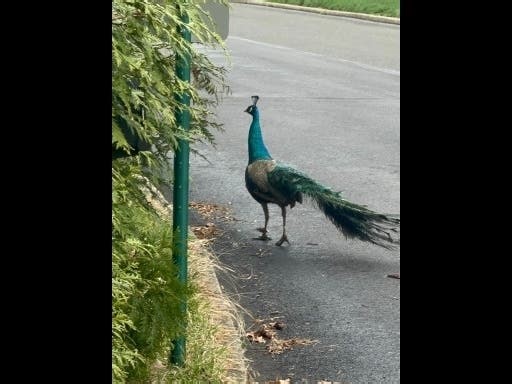 Possibly Aggressive Peacock Remains On The Loose In Montco