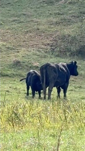 Watch this Baby Cow Nurse and Chickens Clucking, Tennessee Farm Life: #tennessee #farming #cow