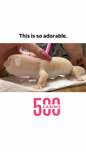 universee_decode on Instagram: "- The video depicts a leopard gecko undergoing its natural shedding process, where it periodically replaces its skin to grow and remove parasites, a behavior known as ecdysis, which typically occurs every four to six weeks depending on factors like age and health. - The person in the video is assisting the gecko by gently rubbing its back with a tool, likely to help remove the old skin, which is crucial for preventing infections and ensuring the gecko's vision rem