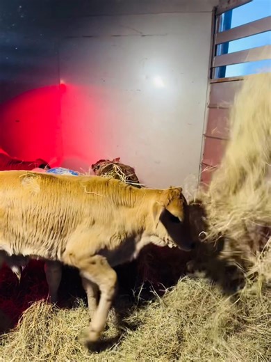 South tx snow | Anthony Deleon