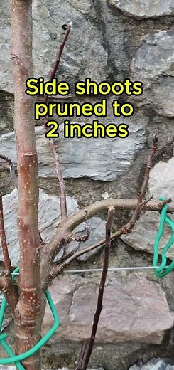 Winter pruning an espalier apple tree in 3 simple steps #shorts #pruning #appletrees