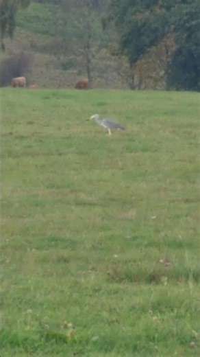 Grey Heron catched a small Animal and ate it