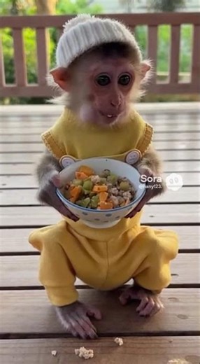 Baby Monkey Eating & Laughing