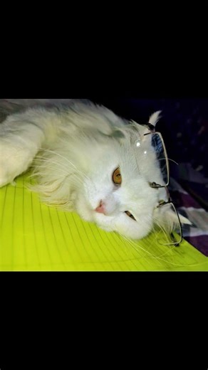 This Cat Pays Zero Rent #cat #pet #johnny #jennie