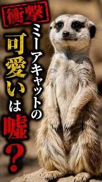 The Brutal Truth Behind Meerkats Standing Up VOICE VOX Aoyama Ryusei #Meerkat #Animals #Trivia #S...