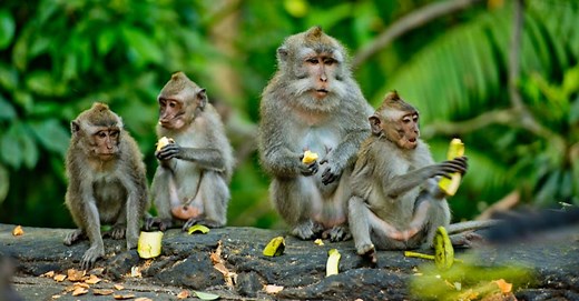 Groups of Monkeys and Their Behaviors