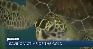 Rescues prepare for cold stunned turtles
