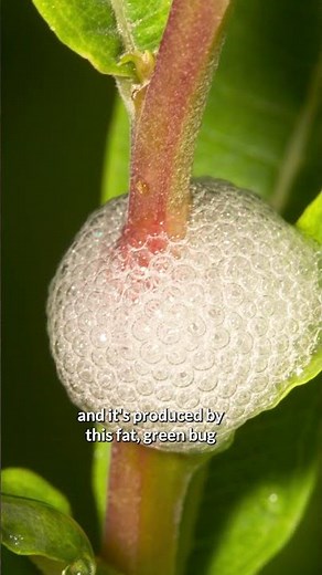 What To Do About Spittle Bugs on Gardenias