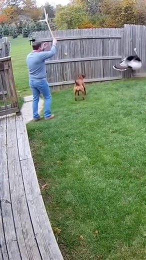 8.4K views · 44 reactions | CCTV Footage 旅 Wild Turkey Attacks Child in Backyard — Parent Rushes Out With Chair! #CCTV #WildTurkeyAttack #CaughtOnCamera #BackyardFootage #AnimalAttack #SecurityFootage #WildlifeFootage #TerrifyingMoment #RealFootage #TurkeyAttack #ParentSavesChild #ViralClip #ShockingScene #DaylightFootage #AnimalEncounter #RealLifeDrama #CloseCall #BirdAttack #CCTVFootageUSA #BackyardDrama | CCTV zone | Facebook