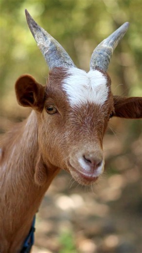 Close-up of a Brown Goat with White Patch and Horns Looking at Camera | Premium Stock Video Footage