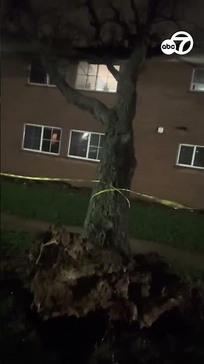 Apartment damaged by falling tree in Alexandria, Va.