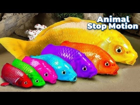 Ocean Fish Stop Motion Cartoon | Funny Fish Life Animation