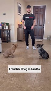 French Bulldogs aren't just trainable-they must be trained! Their potential gets wasted by people who keep making excuses. The truth is, with consistency, right approach and good trainer, you and your pup can thrive together-on walks, at parks, in shopping malls, and anywhere you go. Let's train together for the best results! | French Bulldog World