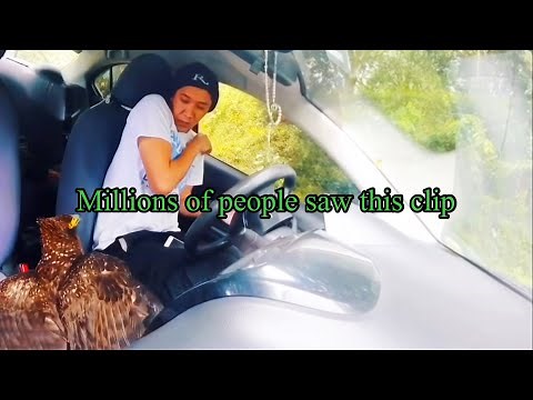 Huge eagle crashes through my car window