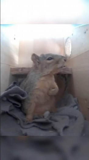 Squirrel gets scared of thunder and holds its heart 🥺