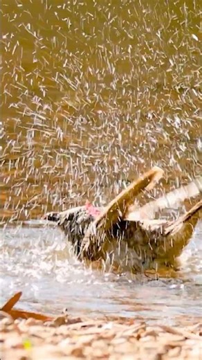 Amazing Birds Bathing Tranquilly 🍃 | Quick Meditation Moment #birdsbath