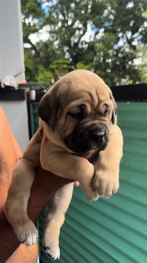 Light Fawn Cane Corso🔥#fyppppppppppppppppppppppp #mauritius🇲🇺 #viraltiktok #dogsoftiktok #goviral