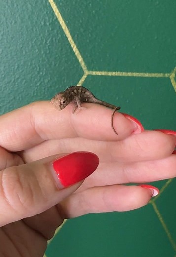 Neptune the Chameleon on TikTok