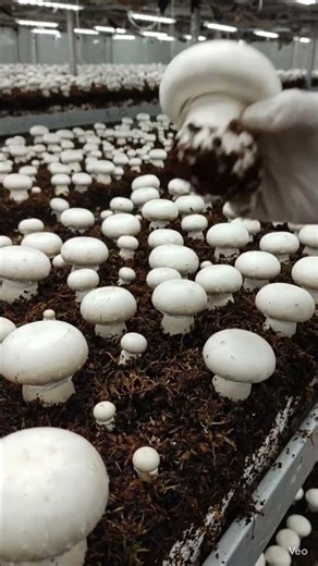 Mushroom cultivation techniques . #ihavethisthingwithplants #organic #food #mushroom