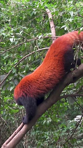 Red Pandas, Chengdu, China