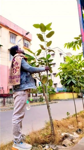 কলকাতায় বৃক্ষের যত্ন #adventure#christmas#chrismas2025#shortsvideo