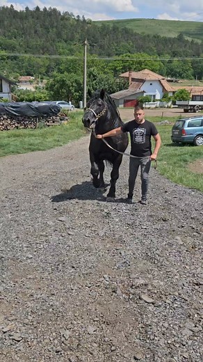 Nicolae Campeeanu on Instagram: "Îngerii mei 🐴❤️ #horse #horses #horsesofinstagram #equestrian #horseriding #pony #equine #pferd #equestrianlife #dressage #horselove #reels #love #horselover #showjumping #cheval #photography #horselife #nature #foryou #fyp #america #pets #caballos #riding #horsebackriding #cavalo #romania #pferdeliebe #instagram @reper"