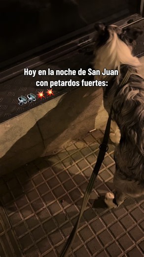 Border Collie con petardos fuertes en noche de San Juan