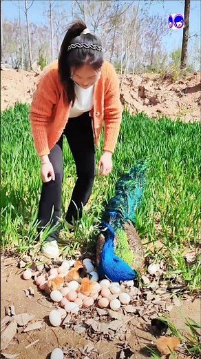 Majestic Peacock Nest video #birds #shortvideo #peacock