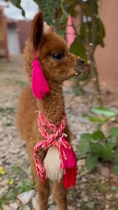 WE LOVE LLAMAS!🦙❤️ During our tours in Cusco, you’ll see plenty of these cuties!😍 Tag a person that needs to get a picture with them below!👇 | Altitude Peru