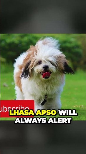 Lhasa Apso - Best Small Guardian Dog