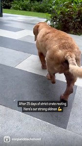 Watch our favourite old man’s IVDD journey in 25 days. Wait till the end! 🤩 Look at him! Although he has shown improvements but we are still not letting him walk until we meet with his specialist at end of this month. He’s still being carried around, only allowed to walk a little during potty and meal times. Thank you everyone for the prayers🙏 Love you guys❤️ #ivdd #ivddsucks #ivddrecovery #dachshund #doxie #dogsofinstagram #dachshundsofinstagram #teckel #dackel #corgi #pembrokewelshcorgi #for
