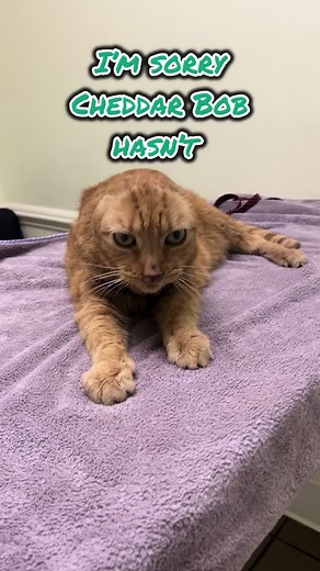 Managing Sinus Infections in Cats: Cheddar Bob's Road to Recovery