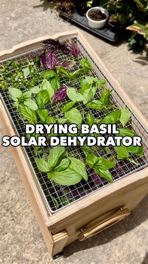 23K views · 721 reactions | How to Preserve Basil with a Solar...