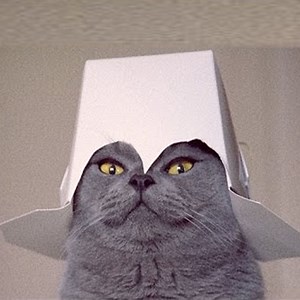 111K views · 2.4K reactions | Baby Cats  Funny and Cute Baby Cat Videos Compilation | Pets Animals | Facebook