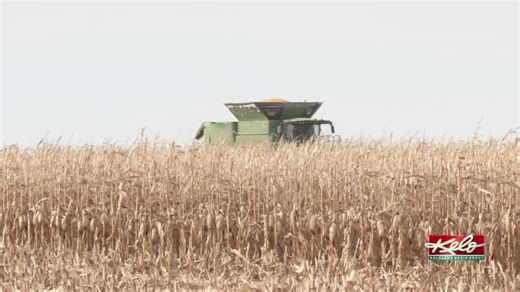 SD harvest: High yields, navigating tariffs