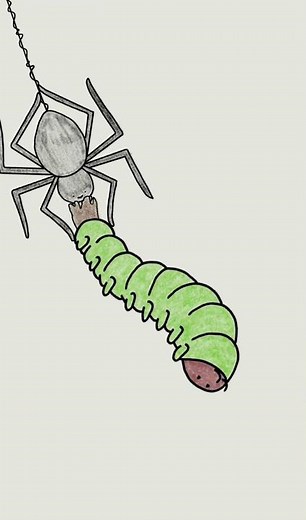This Caterpillar Shoots Poop at Spiders—Here’s Why!