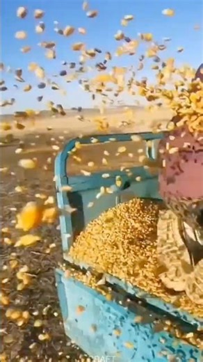 Ranch Corn Feeding: Scattering Corn for Sheep Flock