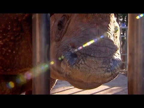 Beloved Rhino Prepares For Childbirth | Nature's Miracle Babies | BBC Earth
