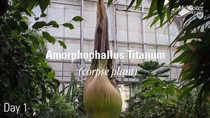 7.8K views · 162 reactions | Plug your nose: The world's smelliest flower - which smells like rotting flesh - is about to bloom at the McMaster Biology Greenhouse. | McMaster University | Facebook