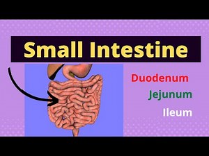 Small Intestine | duodenum, jejunum and ileum | Overview lecture