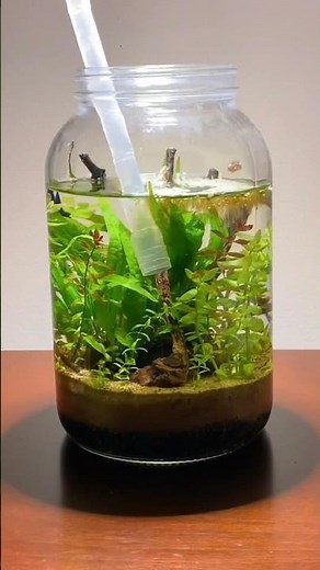 Building a jar aquarium ecosystem #fishtank #plants #aquarium #diy