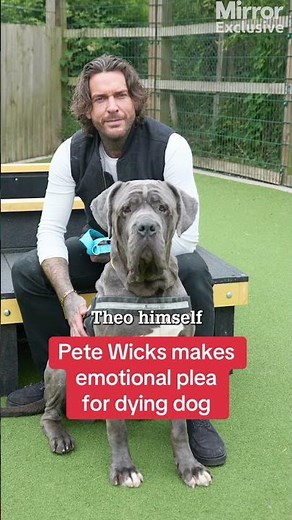 Pete Wicks makes emotional plea for dying dog #themirror #exclusive