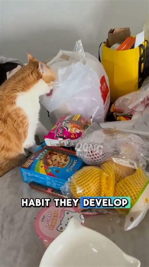 Why Do Cats Lick Plastic Bags #catbehavior #catfacts #cats